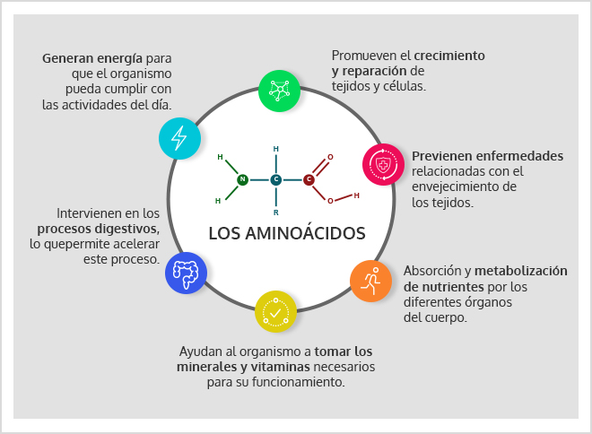 Proteína: Lo que tu cuerpo necesita para estar siempre sano